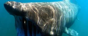 Exciting New Discoveries: The Mysterious World of Basking Sharks Unveiled